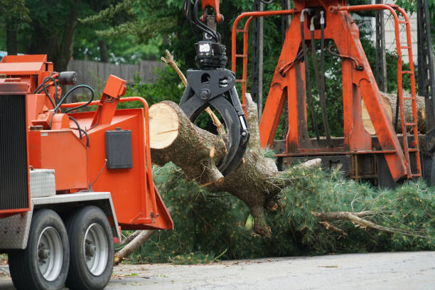 How Our Tree Care Process Works  in  Fate, TX